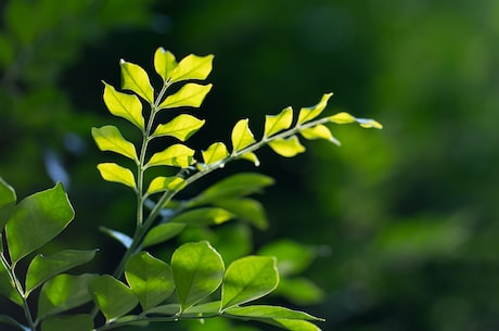 惊人发现！栀子花的功效与用途竟如此丰富