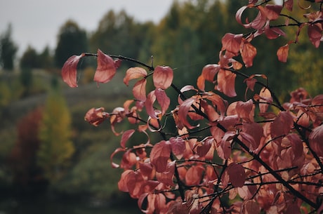 花旗木：城市里的欧洲风情树