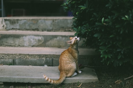 猫肉球棉花糖：超可爱的美味小食物